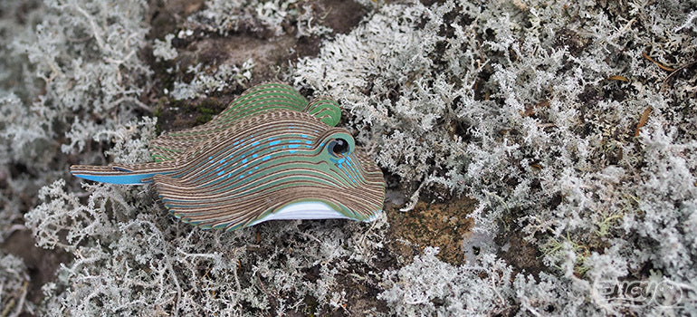 EUGY Stingray - Loaded Dice