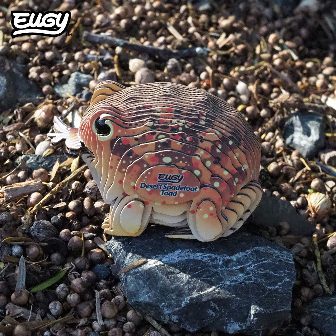 EUGY Desert Spadefoot Toad 3D cardboard model kit - built model on display