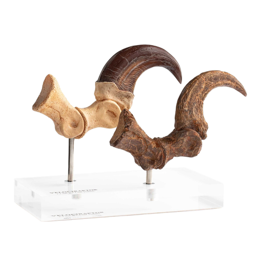 Jurassic Park Velociraptor Foot Statue 20 cm ETA Aug 2026 - Loaded Dice