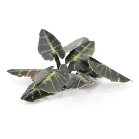 Gamers Grass Laser Plants - Black Magic Taro - Loaded Dice