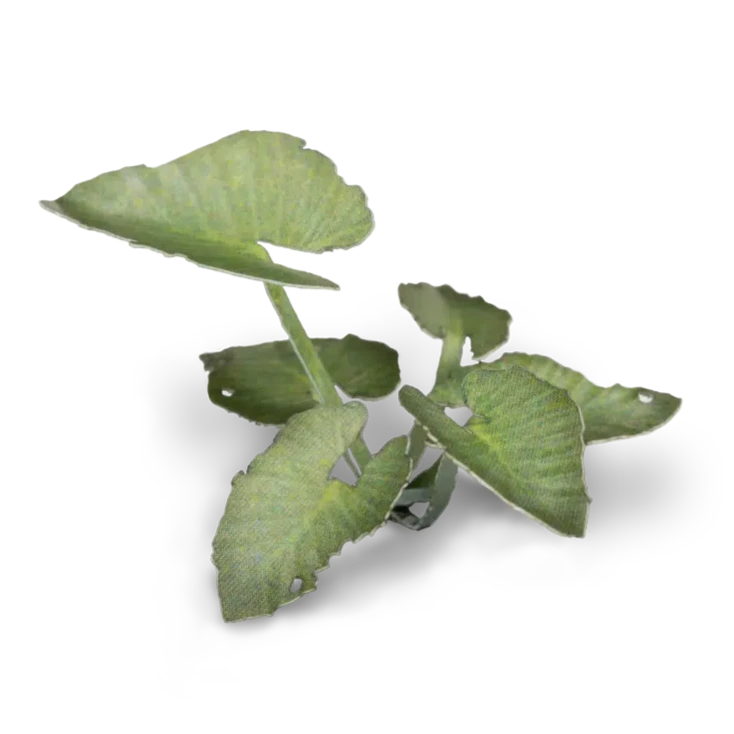 Gamers Grass Laser Plants - Elephant Ear - Loaded Dice