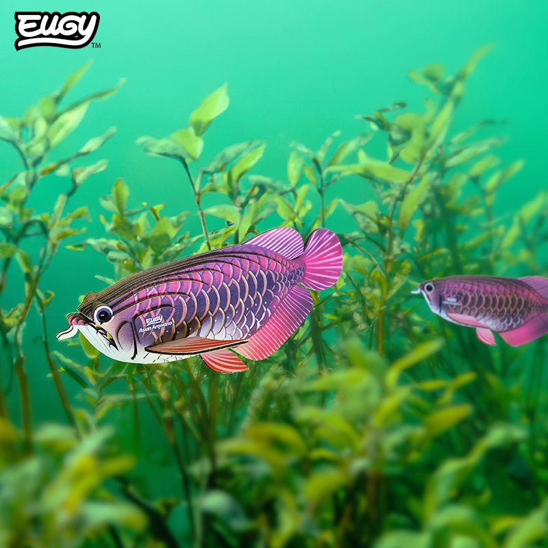 EUGY Asian Arowana 3D cardboard model kit - built model on display