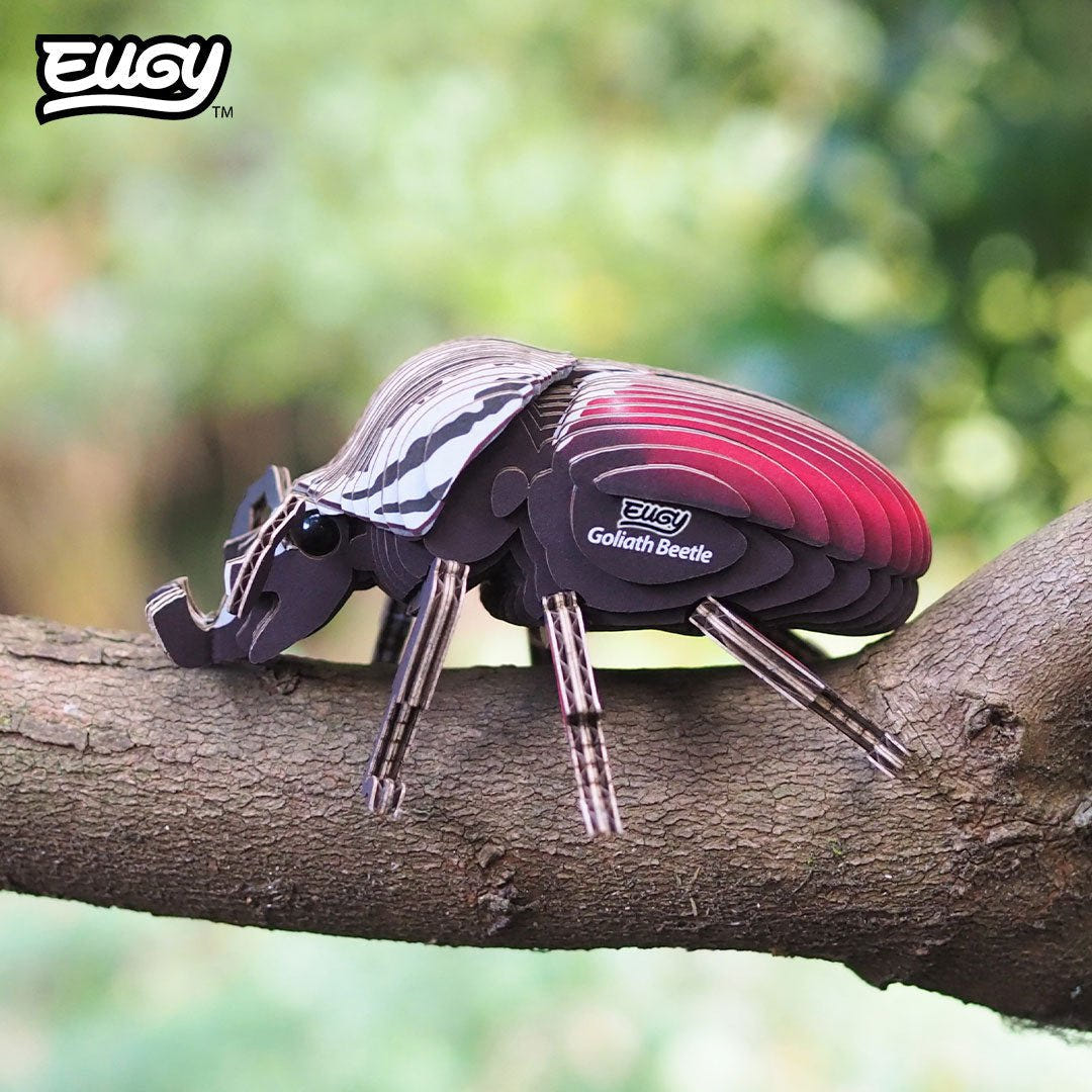 EUGY Goliath Beetle 3D cardboard model kit - built model on display