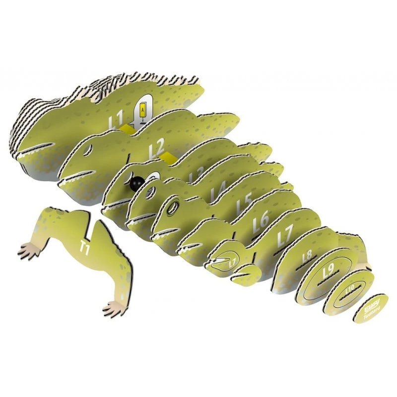 Exploded view of numbered card slices that build the EUGY Tuatara