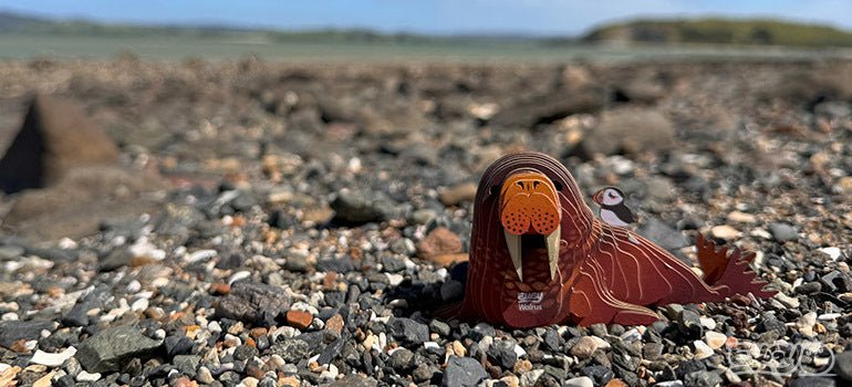 Built EUGY Walrus card model sitting on a pebble beach