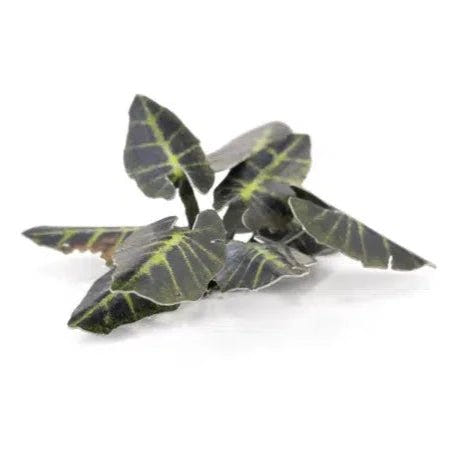 Gamers Grass Black Magic Taro plant close-up showing green leaf veins