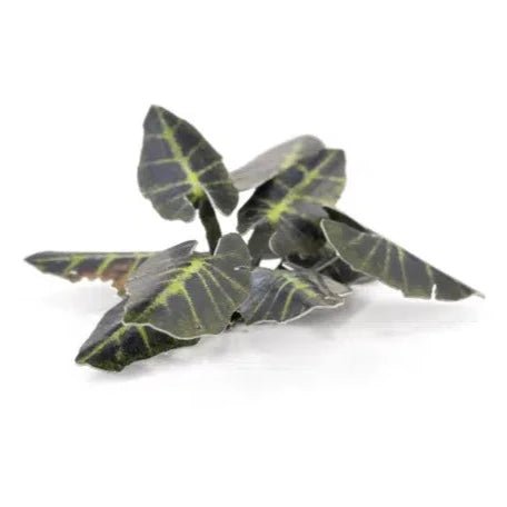 Gamers Grass Laser Plants - Black Magic Taro - Loaded Dice