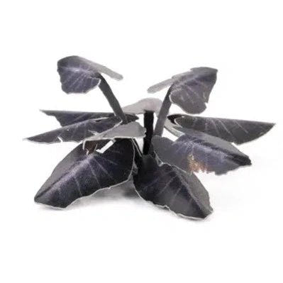 Gamers Grass Laser Plants - Black Magic Taro - Loaded Dice