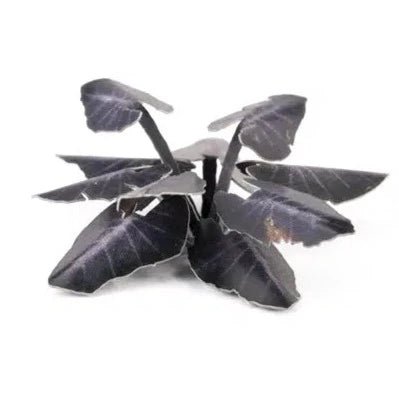 Gamers Grass Laser Plants - Black Magic Taro - Loaded Dice