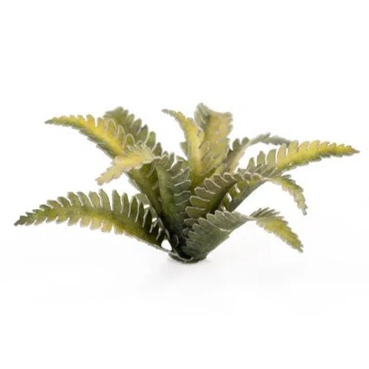Single assembled Gamers Grass Deer Fern plant in fresh green tones