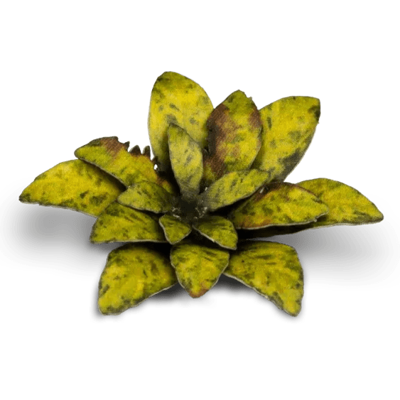 Gamers Grass Laser Plants - Dumb Cane - Loaded Dice