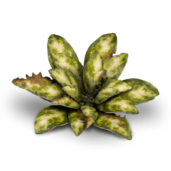 Gamers Grass Laser Plants - Dumb Cane - Loaded Dice