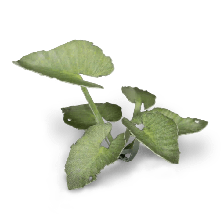 Gamers Grass Laser Plants - Elephant Ear - Loaded Dice