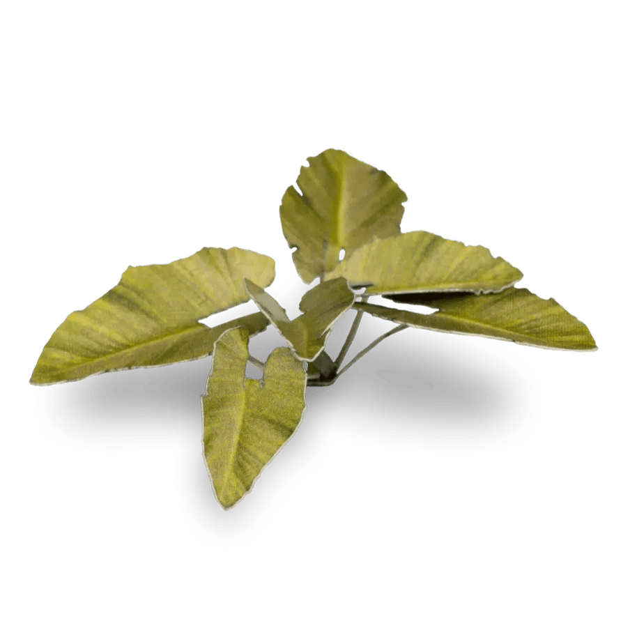 Gamers Grass Laser Plants - Elephant Ear - Loaded Dice