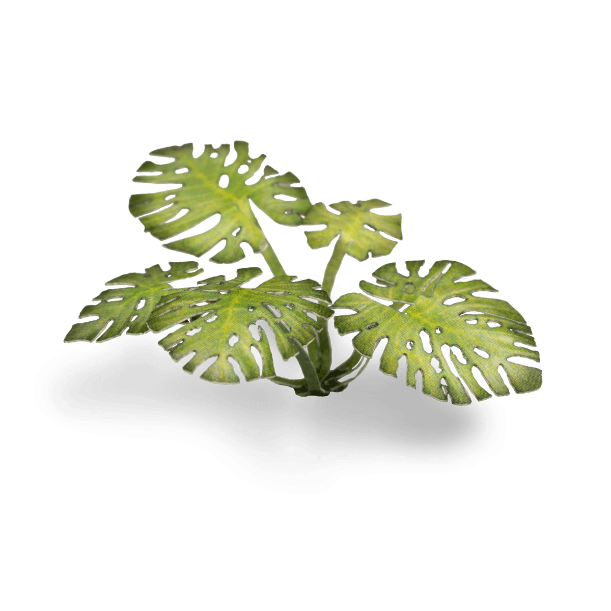 Gamers Grass Laser Plants Monstera, larger assembled plant with five split leaves