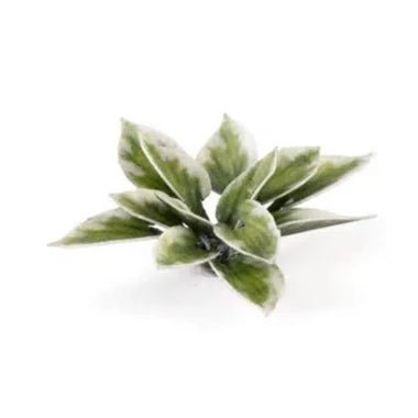 Gamers Grass Laser Plants - Plantain Lily - Loaded Dice