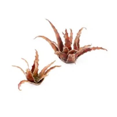 Gamers Grass Red Aloe laser plants, a pair of spiky red succulents of different sizes