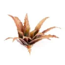Gamers Grass Laser Plants - Red Aloe - Loaded Dice