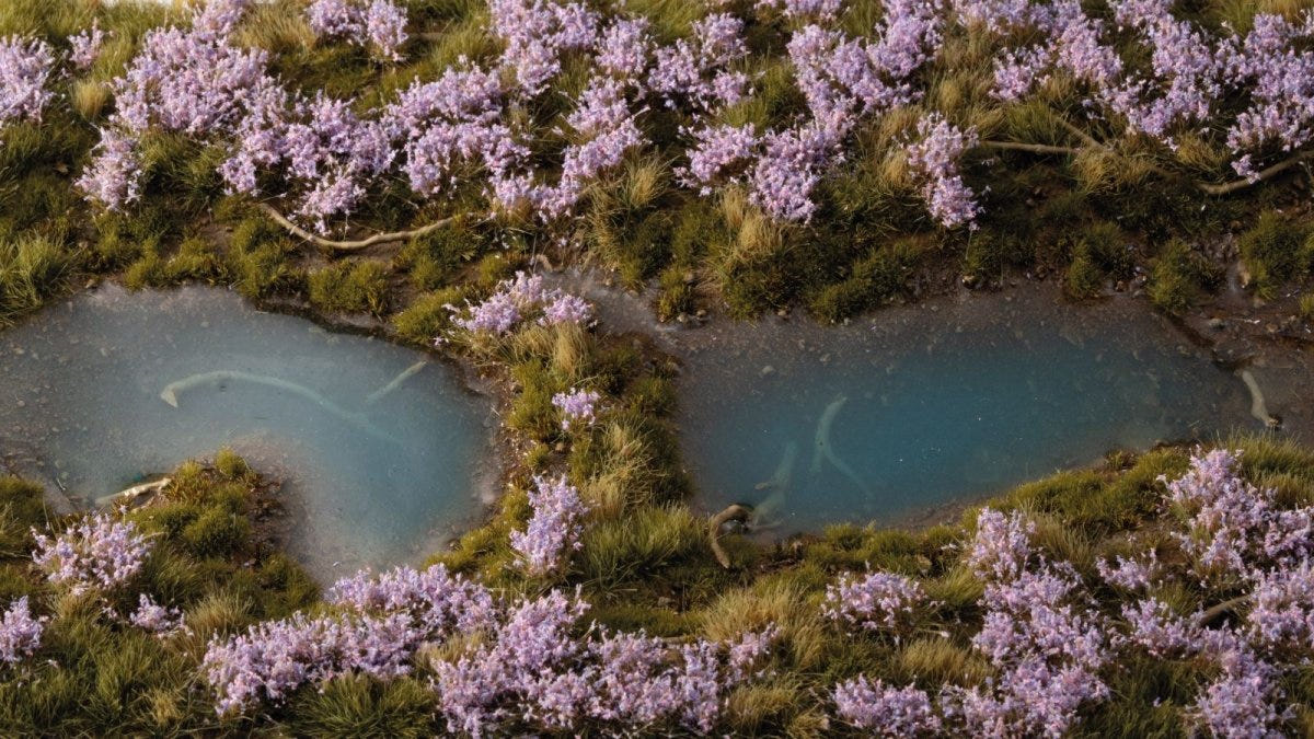 Gamers Grass Lavender Flowers tufts around blue water pools on a scenic groundwork diorama
