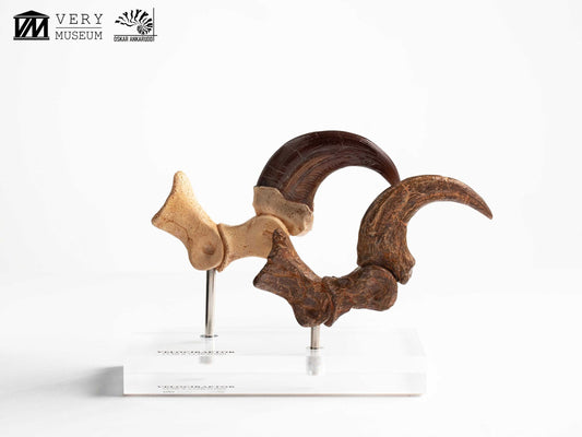 Jurassic Park Velociraptor Foot Statue 20 cm ETA Aug 2026 - Loaded Dice