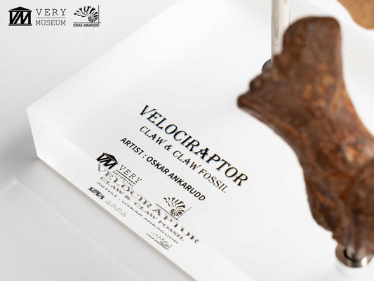 Jurassic Park Velociraptor Foot Statue 20 cm ETA Aug 2026 - Loaded Dice