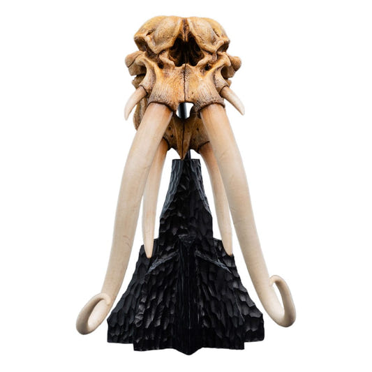 Weta Workshop Skull of a Mumak mini statue, front view of the four curved tusks on a black stand