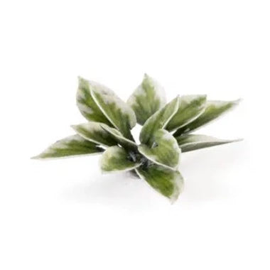 Gamers Grass Laser Plants - Plantain Lily - Loaded Dice