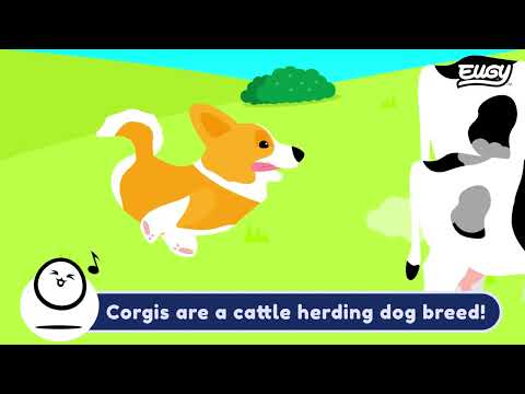 EUGY Welsh Corgi build video